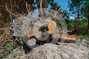 Dig a tree root Fallen tree,