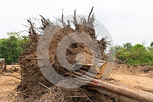 Dig a tree root Fallen tree