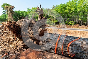 Dig a tree root Fallen tree