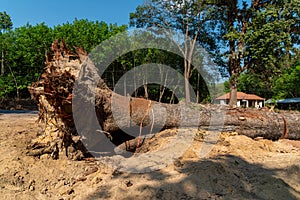 Dig a tree root Fallen tree,