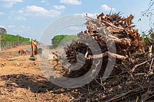 Dig a tree root Fallen tree,