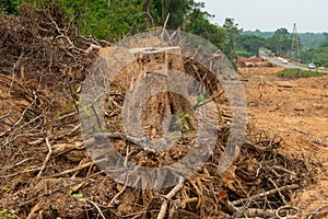 Dig a tree root Fallen tree