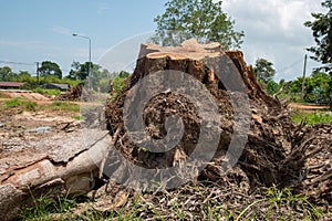 Dig a tree root Fallen tree