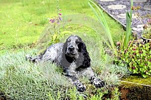 Spaniel lying in the pinks