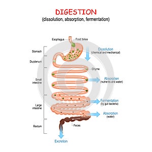 Digestion from chyme to Feces. Human digestive system
