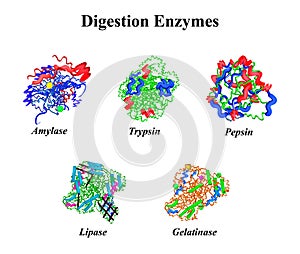 Digestion enzymes set. Chemical molecular formula. Amylase, Trypsin, Gelatinase, Pepsin, Lipase. Infographics. Vector photo