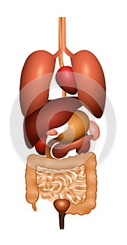 Digestion Gastrointestinal Tract Internal Organs