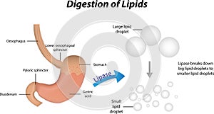 Digestion of Lipids