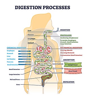 Digestion processes and overall gastrointestinal tract organs outline diagram