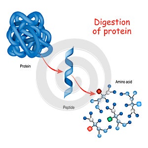 Digestion of protein photo