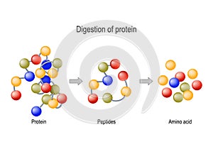 Digestion of Protein. Enzymes proteases and peptidases, peptides and amino acids