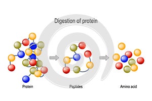 Digestion of Protein. Enzymes proteases and peptidases, peptides and amino acids photo