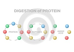 Digestion of protein  / protein peptide amino acid photo