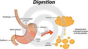 Digestion of Proteins photo