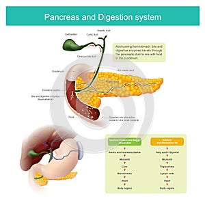 The digestive enzymes travels through the pancreatic duct to mix