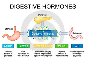 Digestive hormones. gastrin, cholecystokinin, secretin, Gastric inhibitory peptide and motilin photo