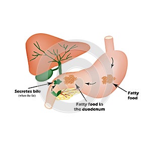 Digestive organs. Digestive apparatus. Bile for the digestion of fatty foods. Infographics. photo