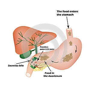 Digestive organs. Digestive apparatus. Bile to digest food. Isolation of pancreatic juice for pirevarivaniya food. photo