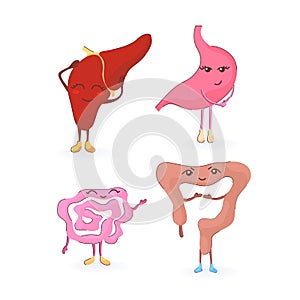 digestive organs liver, stomach, large and small intestines