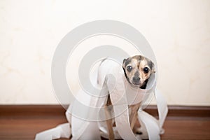 Digestive problems in dogs  Small terrier puppy sitting among toilet paper