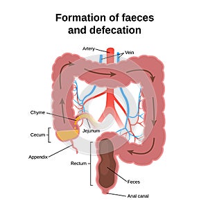 Digestive process in humans