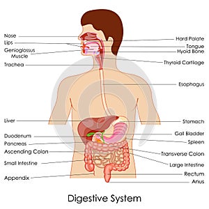 Digestive System