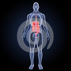 Digestive system with anatomy anterior view