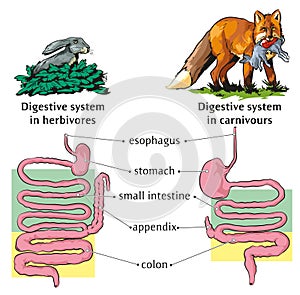 Digestive system-animals