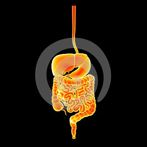 Digestive system anterior view