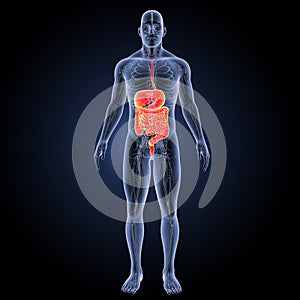 Digestive system with circulatory system anterior view