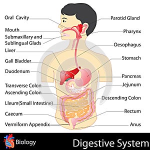 Digestive System photo