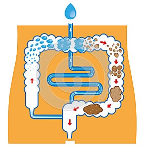 Digestive system, and fecal bolus formation and elimination