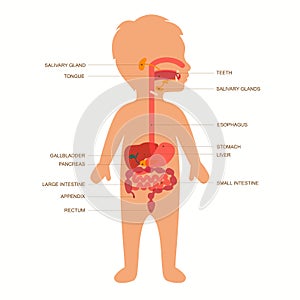 digestive system photo