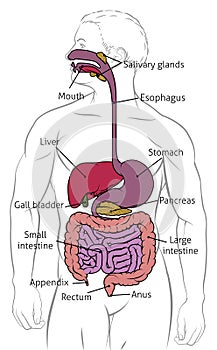Human Digestive Gastrointestinal Tract Diagram photo