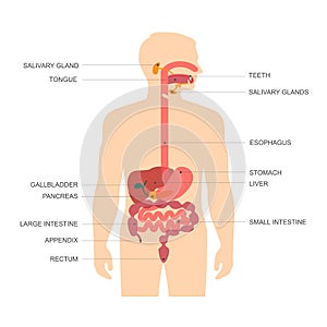 Digestive system, photo