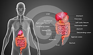 Digestive system photo