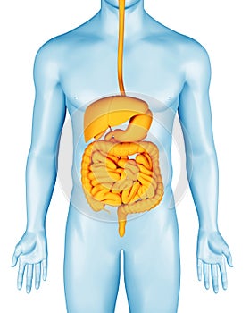 Digestive system on man anatomical 3d body illustration. Stomach, intestines and other internal organs.