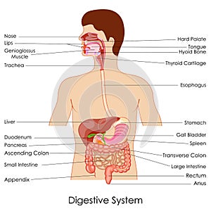 Digestive System photo