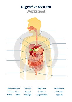 Digestive system worksheet vector illustration. Blank inner organs scheme. photo