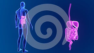 Digestive system zoom with anatomy