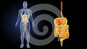 Digestive system zoom with anatomy anterior view