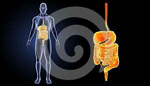 Digestive system zoom with organs anterior view