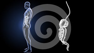 Digestive system zoom with organs lateral view