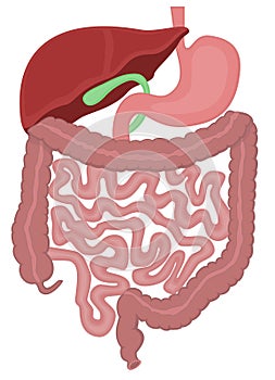 Digestive tract of a human