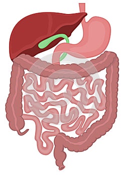 Digestive tract of a human photo