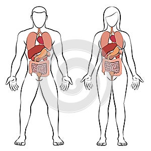 Digestive Tract Internal Organs Man Woman Couple