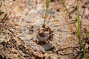 Digger Crawfish Chimney