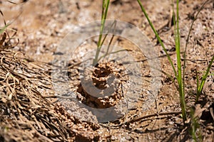 Digger Crawfish Pincers