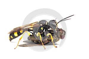 Digger Field Wasp with prey