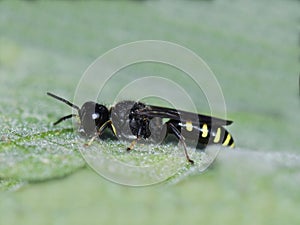 Ectemnius digger wasp on leaf